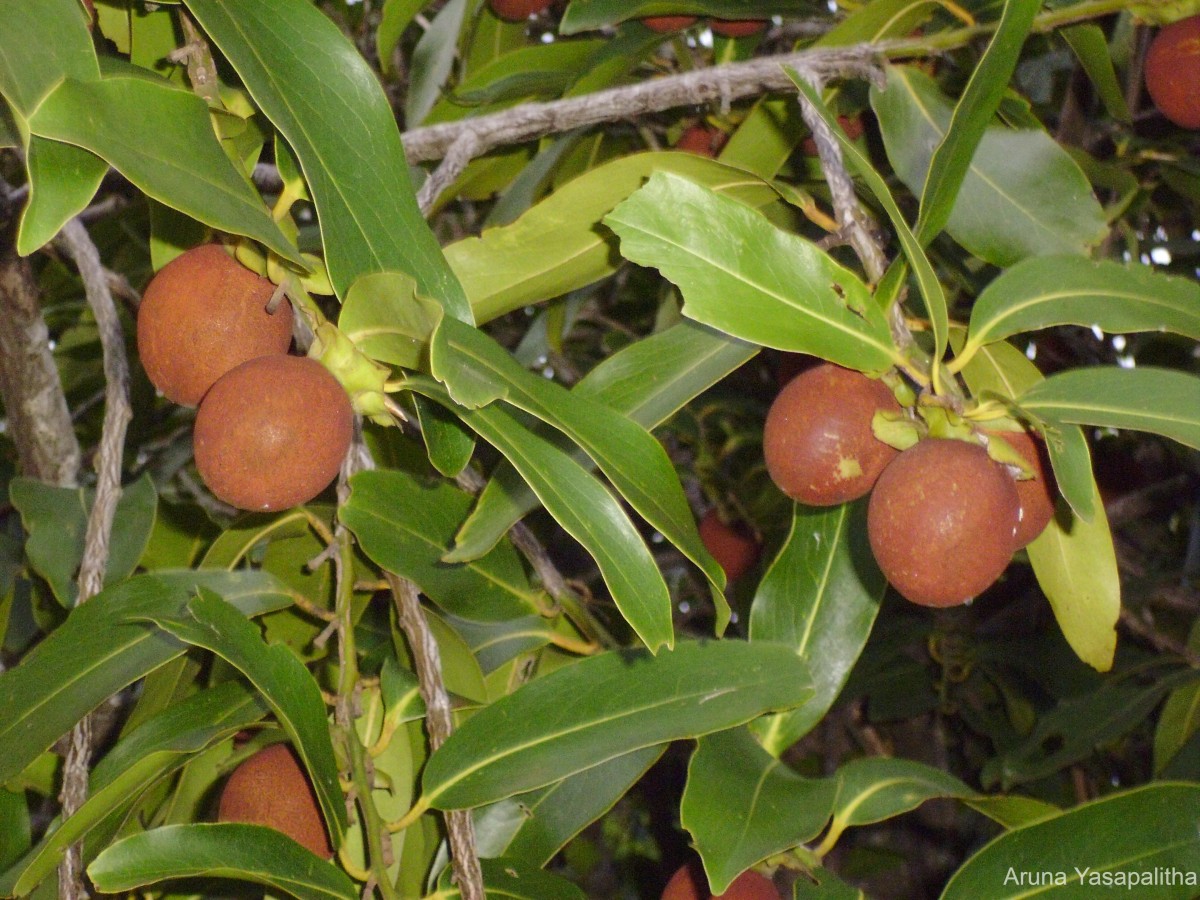 Diospyros malabarica (Desr.) Kostel.